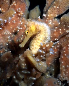 I took this picture of an adorable Longsnout Seahorse at ... by Robyn Lynn Churchill 